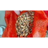 Цибуля сівок Болеро