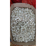 Цибуля сівок Гледстоун 