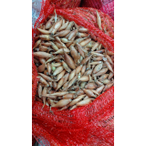 Цибуля сівок Штутті 