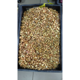 Цибуля сівок Августа 