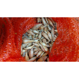 Цибуля сівок Вольф